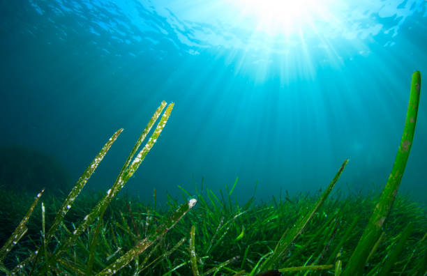 Underwater background blue water over green seagrass