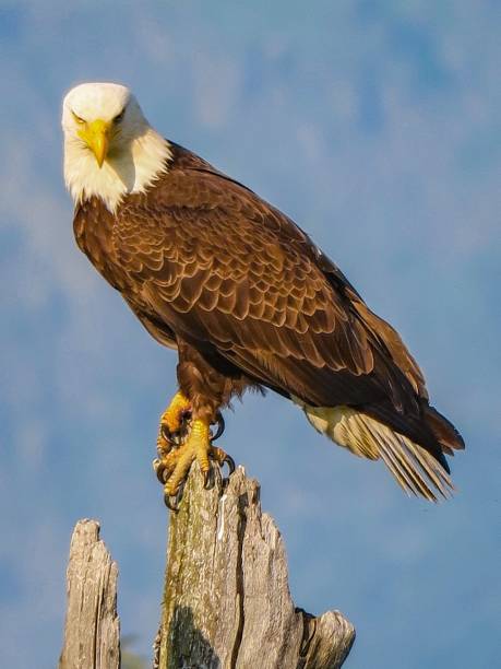 l'aquila calva - north america bald eagle portrait vertical foto e immagini stock