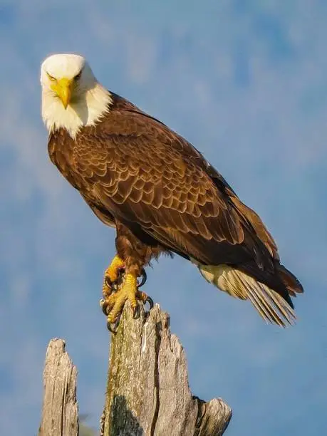 Photo of The Bald Eagle