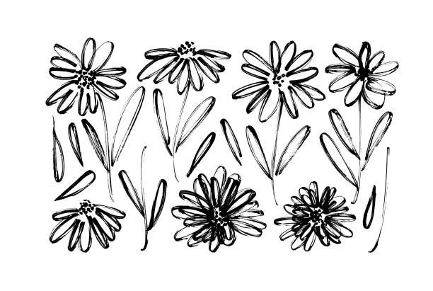 Chamomile hand drawn black paint vector set. Ink drawing flowers, monochrome artistic botanical illustration. Chamomile hand drawn black paint vector set. Ink drawing flowers, monochrome artistic botanical illustration. Isolated floral elements, daisy, aster, chrysanthemum. Brush strokes outlined clip arts german chamomile nature plant chamomile plant stock illustrations