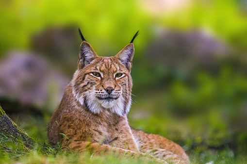 Bobcat (red lynx) looking at camera with kitten beside her in Colorado Springs area in western USA of North America.