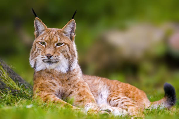 istock wild lynx is hiding in the forests 1262563904