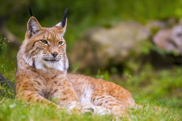 istock wild lynx is hiding in the forests 1262563936