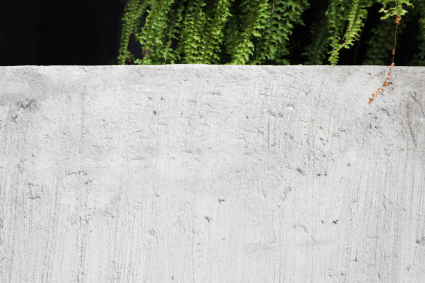 Expose textured concrete wall with freshness green fern background.