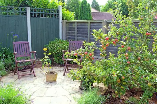 Photo of Sunflower and apples, by the lavender garden.