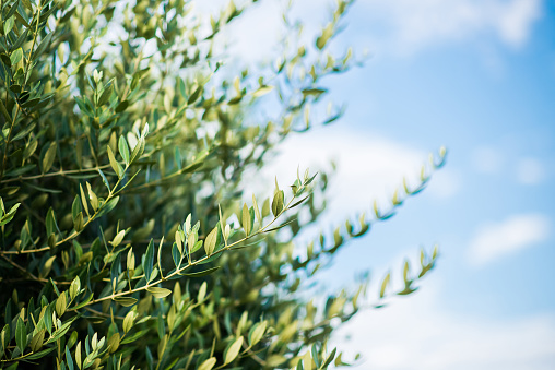 Branch of Olive Tree with Leaves. Agricultural Food Background. Rural Scene.