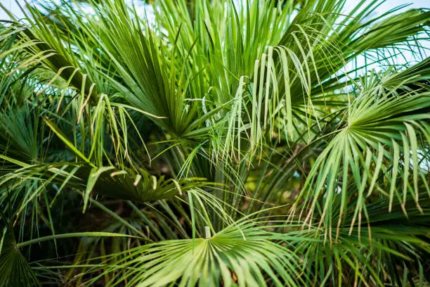 Photo of Green Palm Leaves in Jungle.