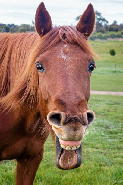 istock Chestnut Horse Smiling 1262570557