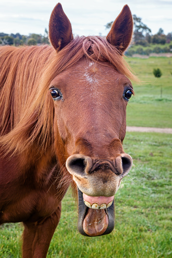 Chestnut horse close up with mouth open showing teeth and tongue