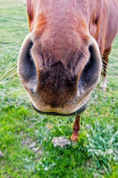istock Chestnut Horse's Nose 1262570568