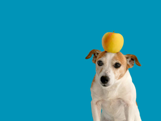 istock Dog with an apple on head 1262570570