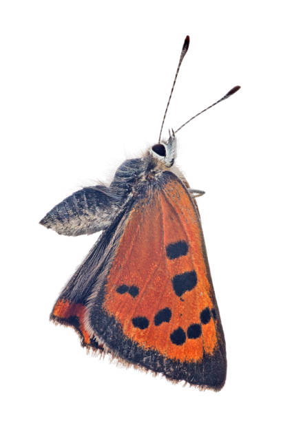 istock Large copper butterfly isolated on white 1262572547