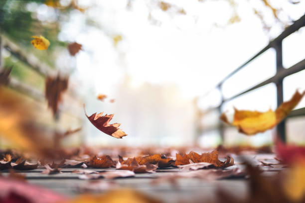 chemin d’automne plein de feuilles - leaves changing photos et images de collection