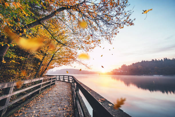 Falling Autumn Leaves By The Lake Idyllic autumn scene with wooden path by the lake. Leaves falling from the trees. early fall stock pictures, royalty-free photos & images