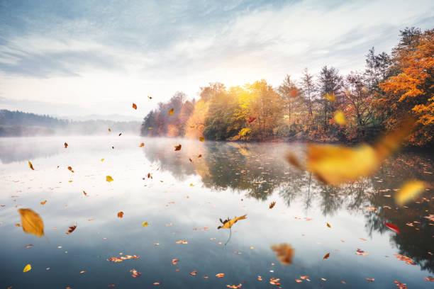 Flying Autumn Leaves Idyllic autumn scene: Dry autumn leaves falling from the trees and floating on a water surface of the lake. Trees are reflecting in the water. wind stock pictures, royalty-free photos & images