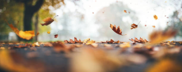 falling autumn leaves - autumn leaf falling panoramic imagens e fotografias de stock
