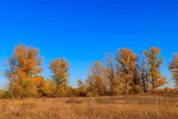 istock Autumn landscape with dry meadow and colorful fall trees 1262573516