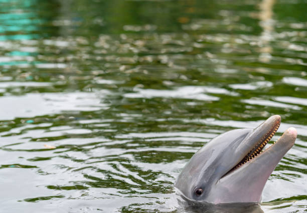 istock Photo of a dolphin showing teeth 1262574131