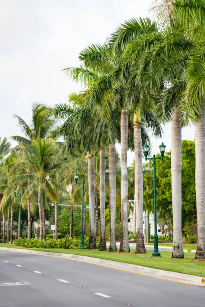 Palm fronds on Country Club Drive Aventura FL USA