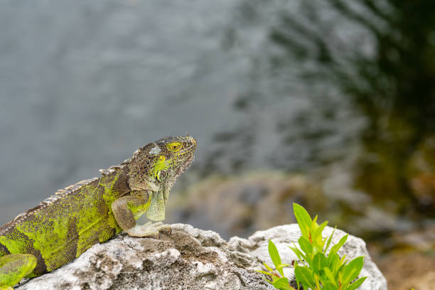 istock Colorful Iguana posing on a rock 1262574308