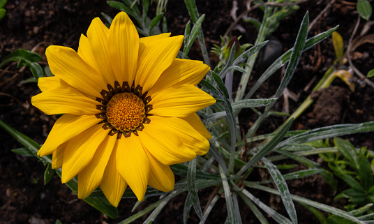 Close-up photo of a beautiful yellow garden flower Gazania Gazania linearis in a flower bed in the Park.Space for your text.