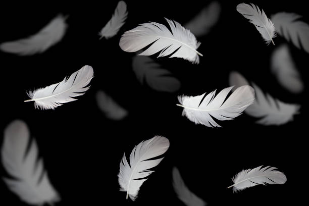 istock Abstract, white feathers bird floating in the air on black or dark background. 1262574462