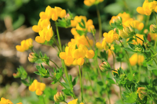 Yellow wildflower also called Bird's-foot Trefoil in the meadow Yellow wildflower also called Bird's-foot Trefoil in the meadow. Lotus corniculatus plant in bloom on a sunny day lotus corniculatus stock pictures, royalty-free photos & images