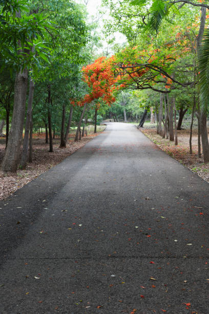 istock Empty road surrounded by green plants and trees during daylight 1262574551