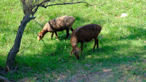 istock Sheep graze in the countryside. 1262575282