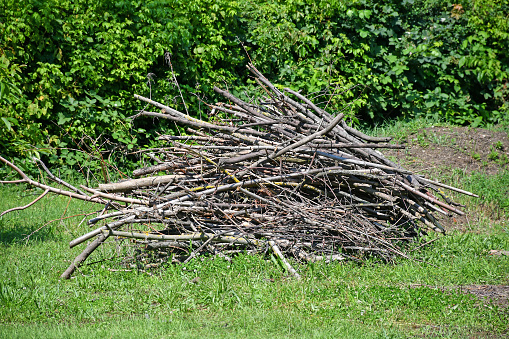 Cut-out tree branches for firewood