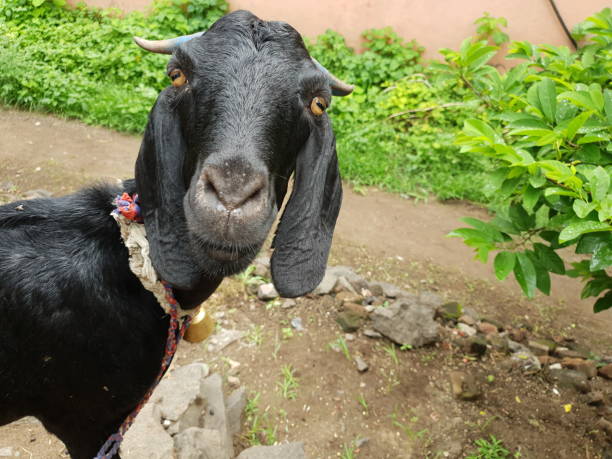 istock This is a black goat in the garden 1262577817