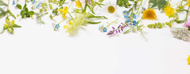 istock beautiful wild flowers on white background 1262578271