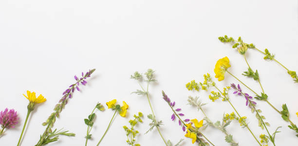 istock beautiful wild flowers on white background 1262578280