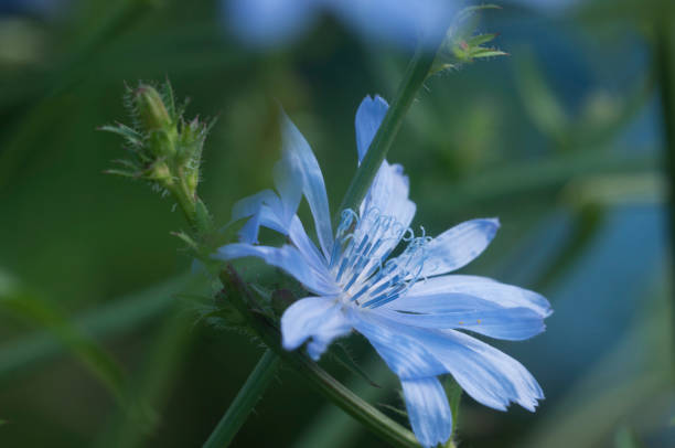 fiore di cichorium intybus - succory foto e immagini stock