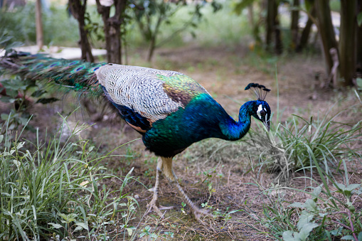 male Pheasant (Phasianus colchicus)