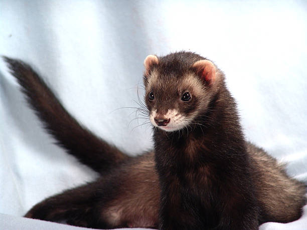 istock Jabba the ferret 126258124