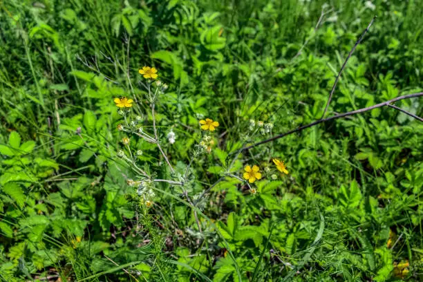Blooming silver-leaf cinquefoil growing among lush green grass on a sunny spring-summer day. Medicinal plant with small yellow flowers on meadow herb background