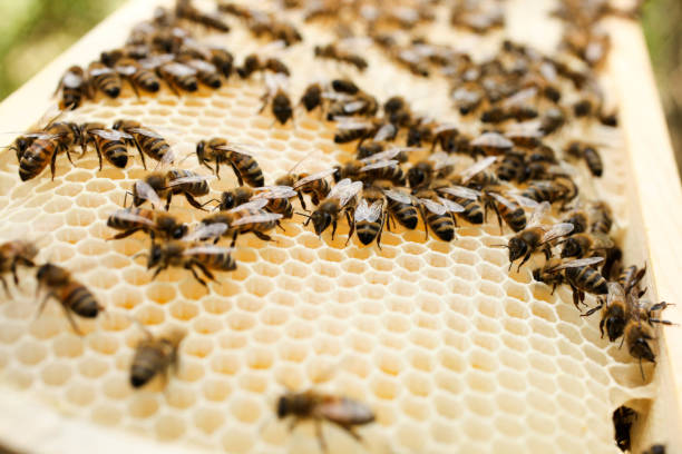 istock Golden honeycomb with bees 1262582519
