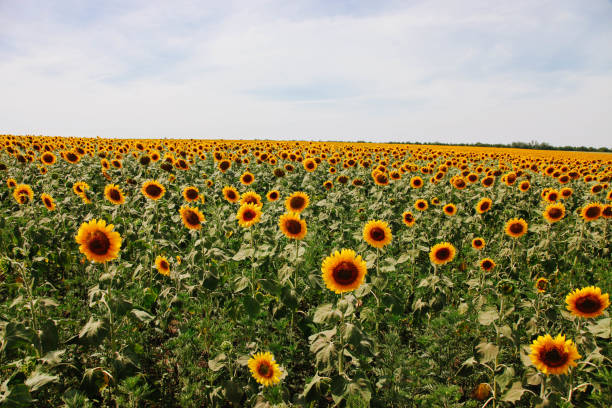 istock field of orange sunflowers 1262582561
