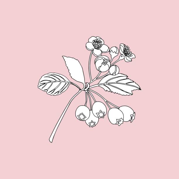 illustrations, cliparts, dessins animés et icônes de brindilles monochromes d’aubépine (crataegus oxyacantha) sur un fond rose. - aubepine