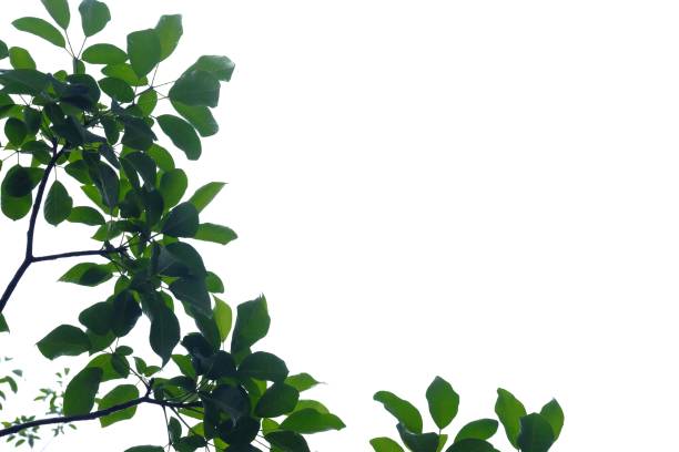 istock Tropical tree with leaves branches on white isolated background for green foliage backdrop and copy space 1262586904