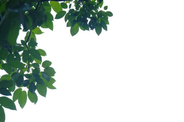 istock Tropical tree with leaves branches on white isolated background for green foliage backdrop and copy space 1262586910