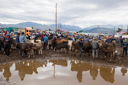 Karakol, Kyrgystan, August 13 2018: Weekly Sunday animal market in Karakol city near the eastern tip of Lake Issyk-Kul in Kyrgyzstan. He is one of the largest animal markets in Central Asia.