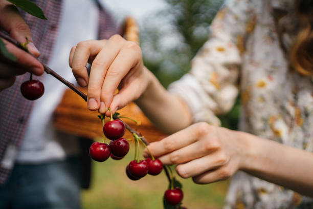 Beautiful woman picking cherries