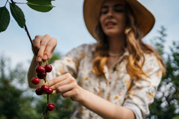istock Beautiful woman picking cherries 1262593373