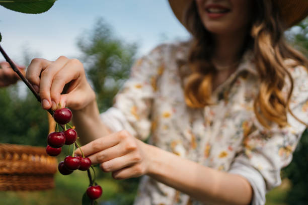 istock Beautiful woman picking cherries 1262593376