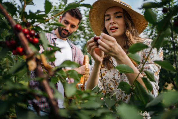 istock Beautiful couple is picking cherries 1262593394