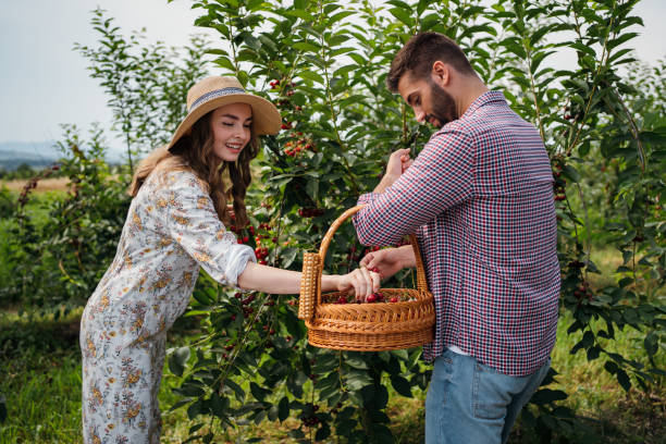 istock Beautiful couple is picking cherries 1262593427
