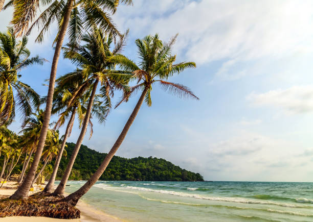 istock Palm tropical beach background summer 1262593718