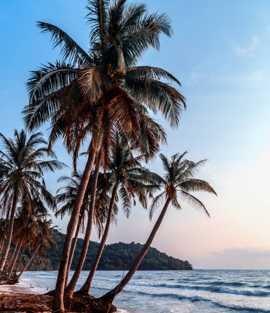 istock sunny tropical beach palm trees 1262593863